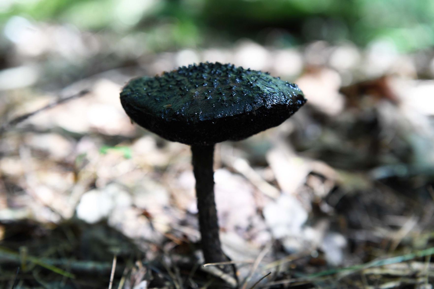 Pennsylvania Mushroom C.jpg
